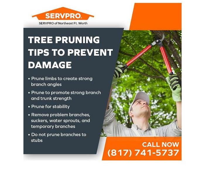 Man pruning a tree